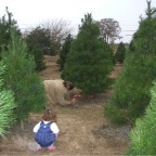 061210-ElginChristmasTreeFarm6-RCT-CuttingDownTree