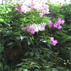 051224-NagasakiBioPark16-Butterfly