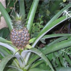 051224-NagasakiBioPark46-Pineapple2