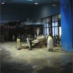 051106-PenguinAquarium01
