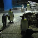 051106-PenguinAquarium08