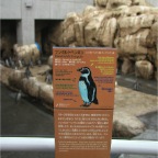 051106-PenguinAquarium12