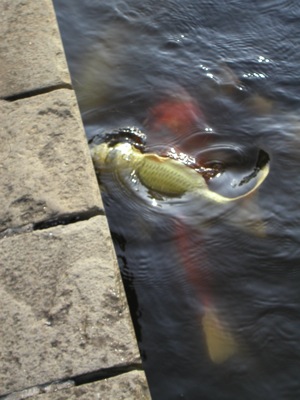 Loading Image
