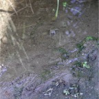 050814-SouthernRiceFields2-Frogs