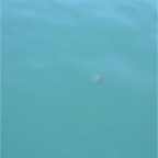 050604_GreenlandVacation17-JellyFish