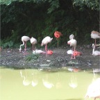 050623_NagasakiBioPark30-Flamingos