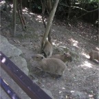 050623_NagasakiBioPark36-Kapybara