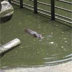 050623_NagasakiBioPark73-HippoSwimming