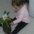 050323_RCPineapple1